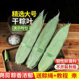 粽子叶采购批发粽叶免邮新鲜大号新叶宽棕叶干包粽子的叶子端午节