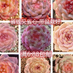 �������؃r�����ֶ���ֲ����Ժö���M��С���Ծ�Ʒ���B���]