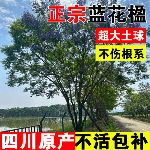 �{��麘�������ͥԺ�e����ɫ�G���Nֲ�^�������L����ͥԺ���^��