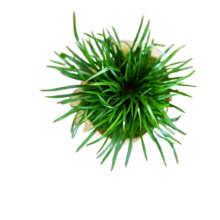 ���X���Ѳݽ��X���S������Ҳ�̨�ķ��҃���ꎺ��B����Gֲ���Ի�