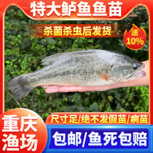 ||~ʮּ|~·ں|~ˮˮBֳ~