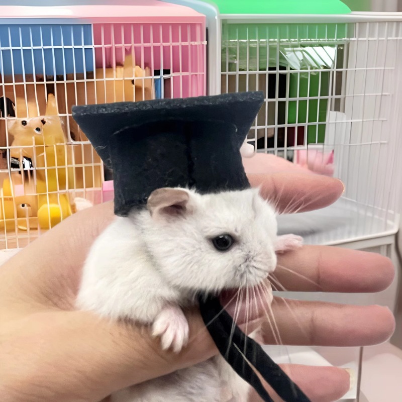 Sombrero de hámster, sombrero de médico de hámster, sombrero de soltero, flecos, mascota elástica, sombrero decorativo lindo, sombrero de pájaro loro image 1
