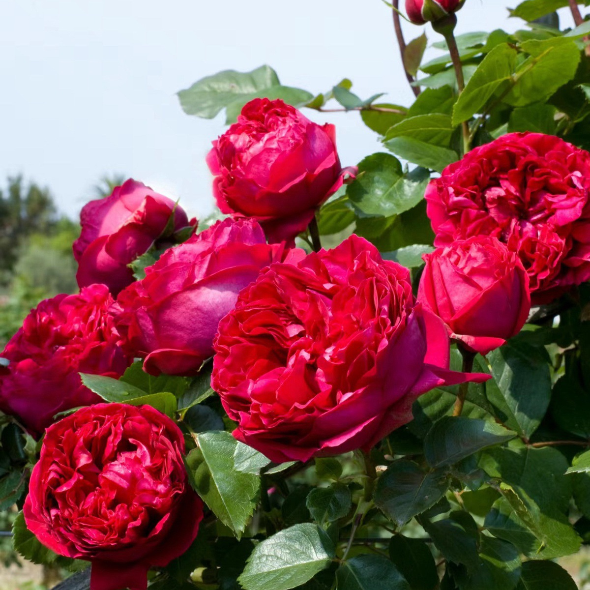 레드 드래곤 [덩굴꽃의 가벼운 향기] 작은 모종