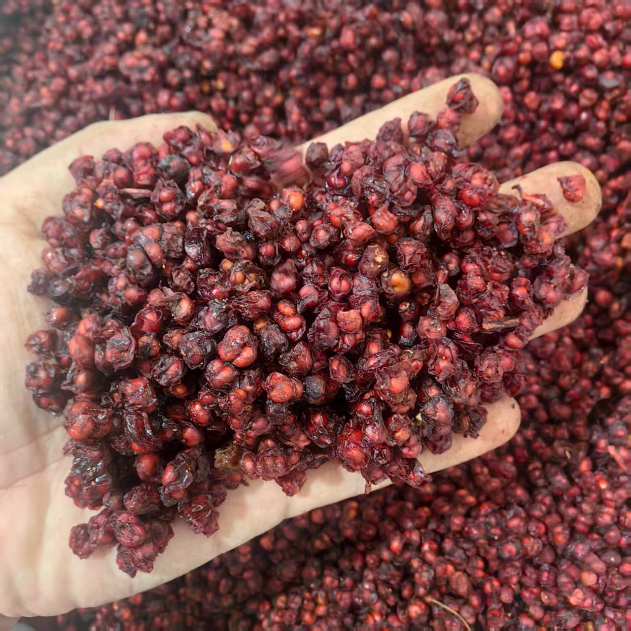 Dried Schisandra Berries Wu Wei Zi Whole Fruit 500g Sun Dried Northeast China Herb for Tea and Decoction key features