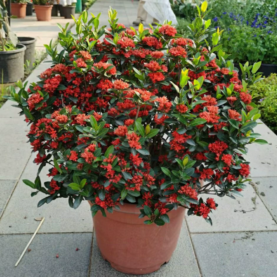 2208 оптовая поставка двойных лепестков мелколистный листовой цветок в горшке с лодкой дракона 20-60 см