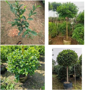 ����ֱ�N 20-200cm ��Ц�� �ΗU ���� ���κ�Ц�� �I�B����