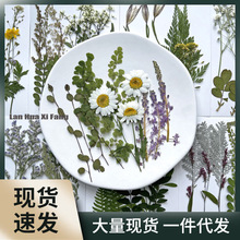 干花diy材料压花植物标本滴胶杯垫花草书签相框树叶贴画礼盒饰品