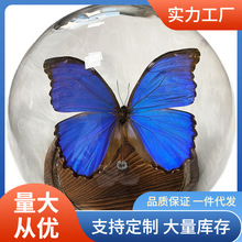 0J7I批发热卖蝴蝶标本装饰欢乐女神大蓝闪蝶花玻璃罩生日礼品纪念