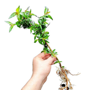 �G�~���쾰ˮ��ˮ��÷�҃ȾGֲˮ��ֲ��ֲ������Ϙ�ˮꑸ�����