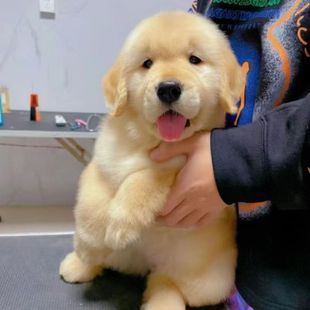 ���ƽ�ë��äȮѲ�ثCȮ���N���������o�lȮ���̻��w������Ȯ���l