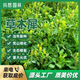 厂家批发草木犀牧草种子黄花苜蓿种籽绿肥防风固沙草籽