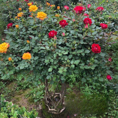月季苗圃批发 造型月季球  别墅公园小区绿化灌木 花色品种多|ru