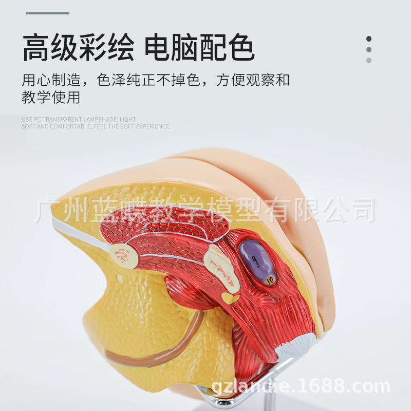 女性生殖器解剖-主图3