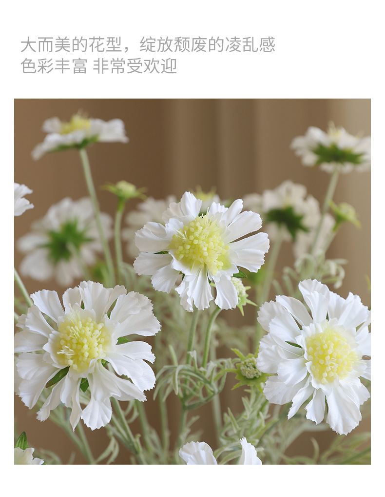 初夏车轮菊_09.jpg