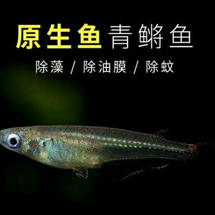 桂系青鳉鱼小型原生鱼鱼群游冷水鱼蓝眼弓背青鳉除油膜观赏鱼观背-阿里巴巴