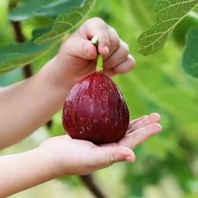 新鲜无花果南方红皮大果应季水果五花果整箱包邮批发工厂一件批发