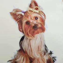 宠物项圈;耳环;吊坠