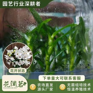 ��ʯ�� 3042 ؐ��ƿ���׳ɻ�M��С�� �҃������Ի�������r��