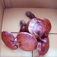 `֥Lɽ`֥ҰƬ֥`֥Ƭ֥`֥Ұ]