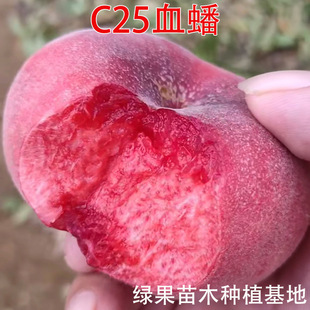 ������ �޽��Ҙ��� �t��ë����� C25Ѫ��� Ѫ��Ҙ��� �ϱ����N