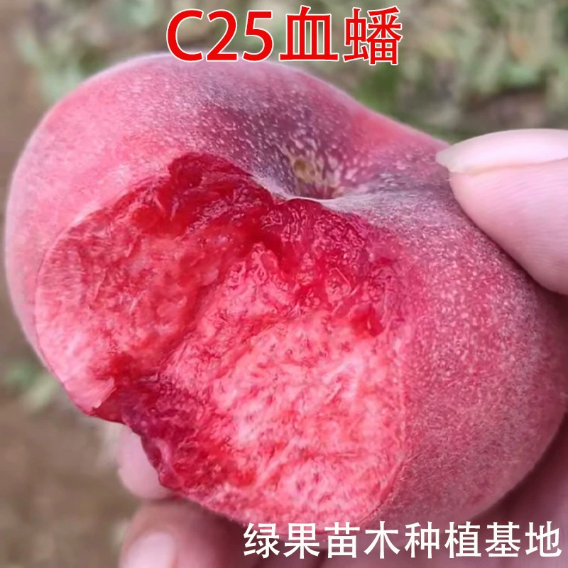 Саженцы персика с прививкой, саженцы персика с красным мясом, саженцы персика C25, саженцы персика крови, подходят для посадки как в северных, так и в южных регионах.