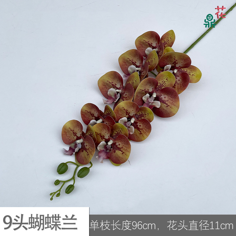 9 phalaenopsis GFG #27 다크 브라운 녹색