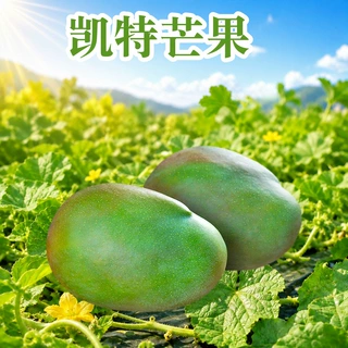 四川攀枝花凯特芒 代发5/9斤礼盒装彩箱新鲜水果肉厚青皮大脸芒果