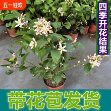 ʘ癎ˮʘļYGֲ̨V|ʹ