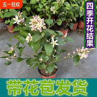 ���ʘ��癎������ˮ���ʘ�����ļ��Y���Gֲ�����̨�V�|���ʹ���