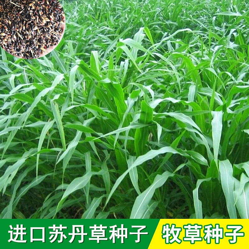 Кормовая трава Семена свинья Крупный рогатый скот овцы рыба трава Семена четыре сезона посев широколиственный гибрид высокий дан Судан трава