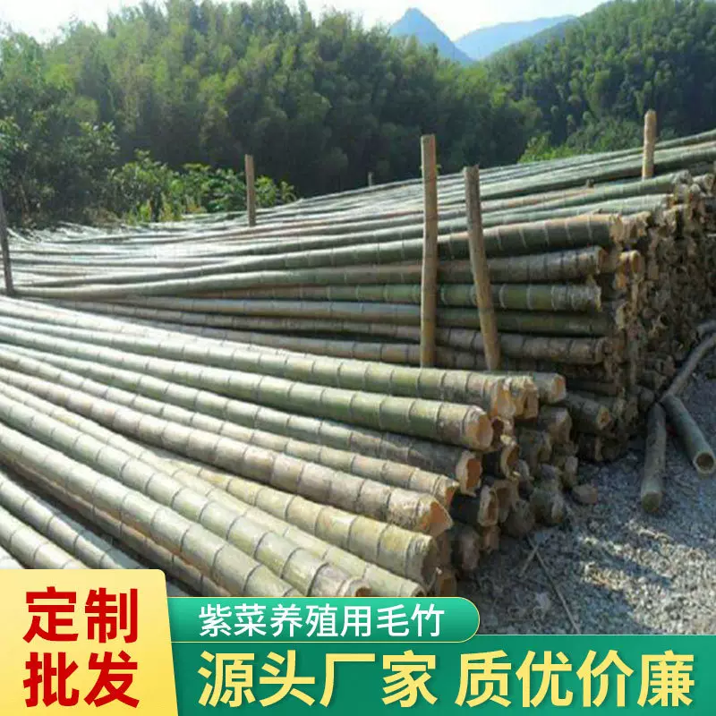 【基地供应】种紫菜用毛竹竹子园林毛竹现货紫菜养殖用毛竹