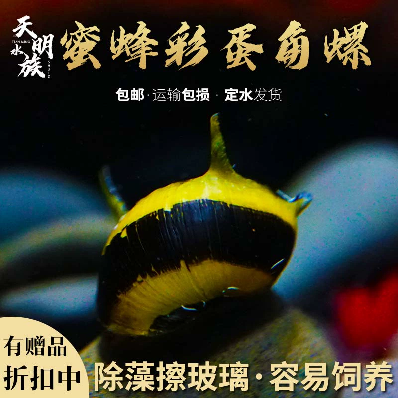 Импортированный большой улитка с пчелиным рогом, живая пресноводная улитка-зебра, декоративная улитка-морской улитка с черным алмазом, удаляющая водоросли.