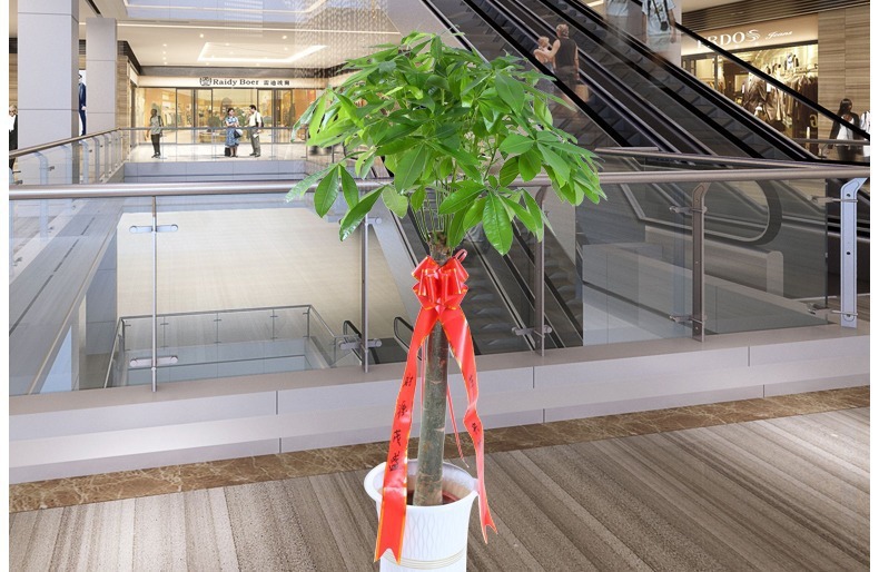 ��������ͼ�����ڻ��� �辰ֲ�� ���������� �������⻨�� ��