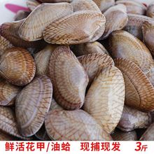 福建当天挖捕贝类琉璃蛤油蛤花甲鲜活广东潮汕花蛤(保鲜不保活)