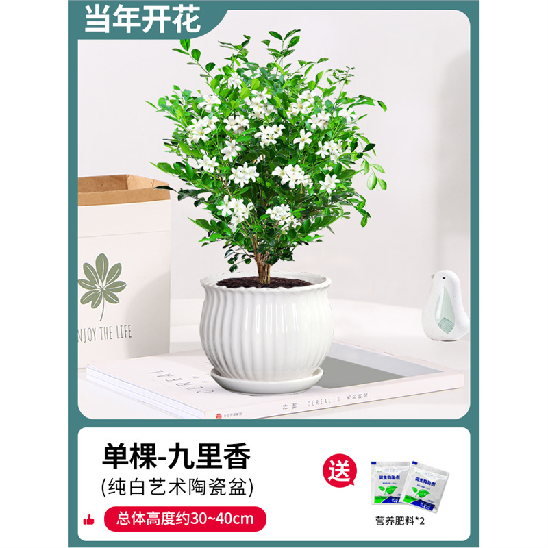 고운 단독 건조 구리향 6년생 모종(연꽃 도자기 화분) + 비료