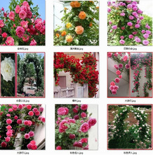 蔷薇爬藤月季耐寒月季花苗盆栽花卉景区阳台造型拱门月季蔷薇苗