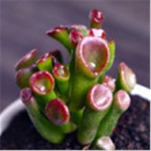 �����Ԯa���N����ֲ��С���⻨�ܽM����������ֲ����ʯ����¶