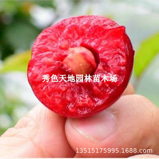 ܇���Ә���޽Ӵ�t�����Ҙ����_���ϙ��Ҙ������Ե����ϱ����Nֲ