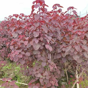 �������l���\ľ �S�� �t���� ���~��ľ