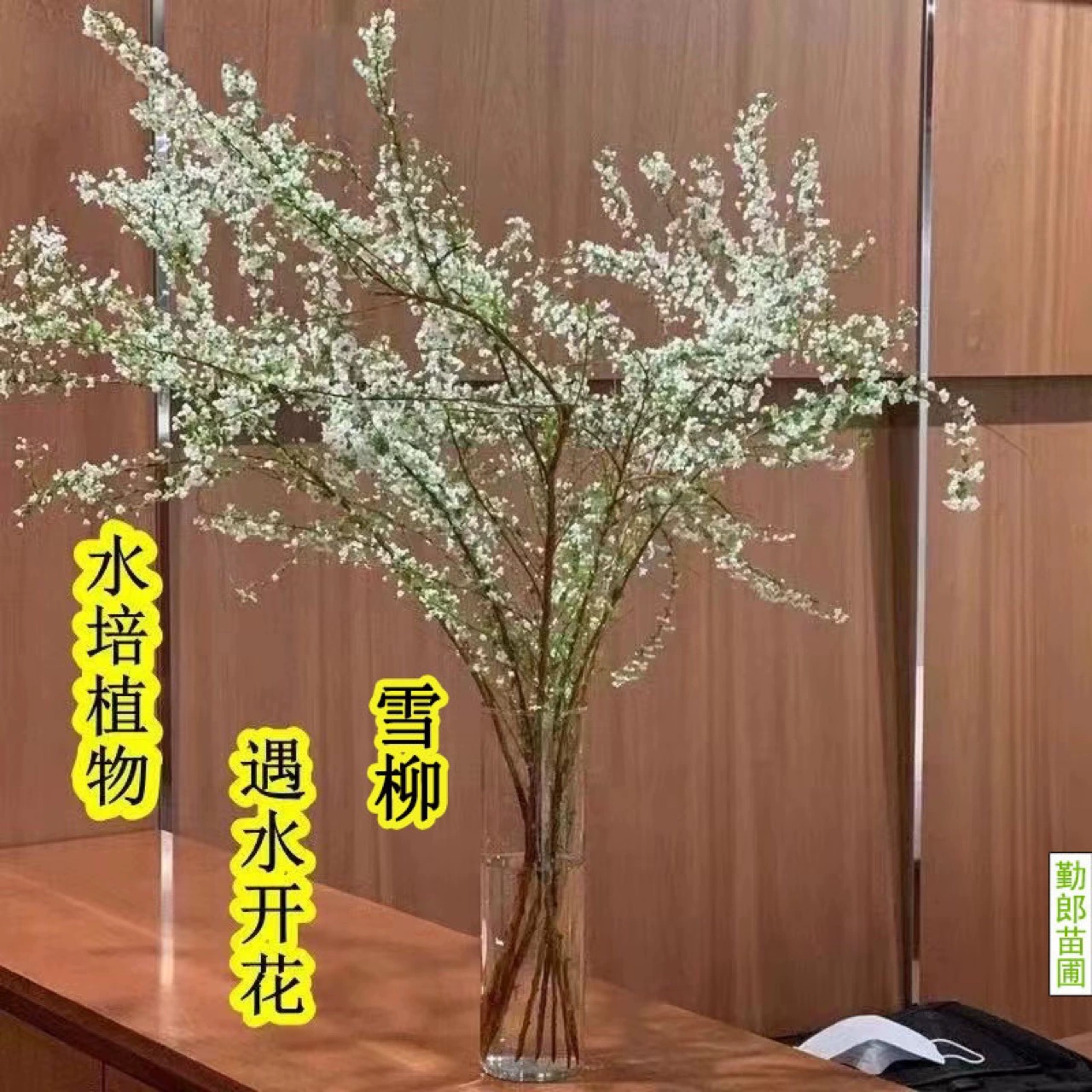 Снежная ива мертвая ветвь весной