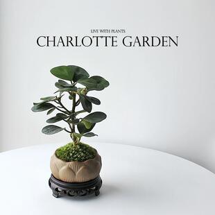 Charlotte Garden Xiaopan Bodhi Zen Style Potted Bonsai Indoor Air Purifying Desktop Green Plant