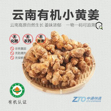 有机大姜新姜 有机认证不打药调味炒菜 孕妇宝宝月子姜醋泡姜