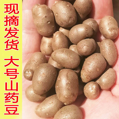 2021 Iron Yam bean Large Outsize 1-5 Yam egg fresh wholesale seed Beans