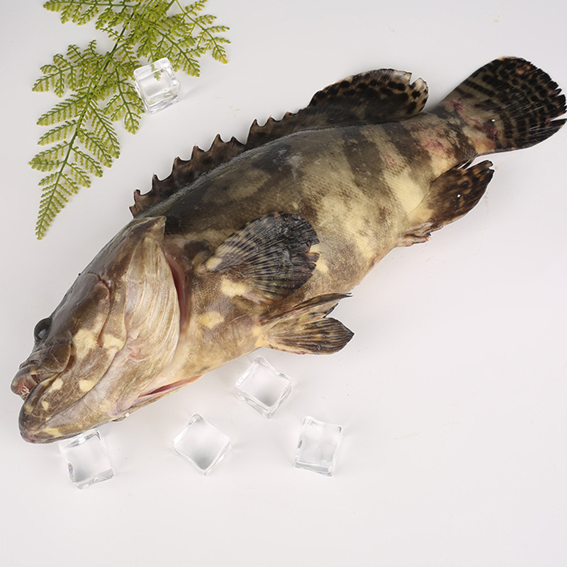 石斑鱼鲜活冷冻冰鲜海鱼珍珠斑龙胆石斑水产酒楼餐厅食材海鲜商用