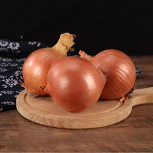 出口山东黄皮白心洋葱新鲜洋葱白心圆葱出口级品质黄皮洋葱