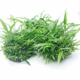 ���~�F�ʹڰ����~����ˮ�ݻ��w���l���B�׻��~���쾰�bGֲ