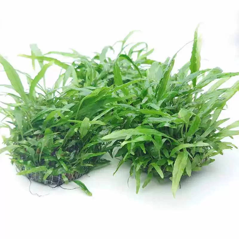 Тонкий лист железная корона полушарие аквариум настоящие водные растения живут оптом легко поднять Аквариум Ландшафтный дизайн украшения Зеленые растения