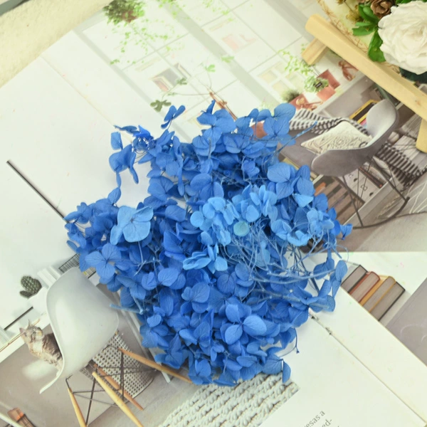 B -level Anna hydrangea gradient treasure blue