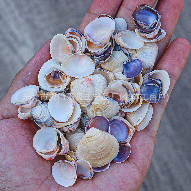 Concha Daquan natural con cera de pescado, materiales decorativos mediterráneos DIY al por mayor