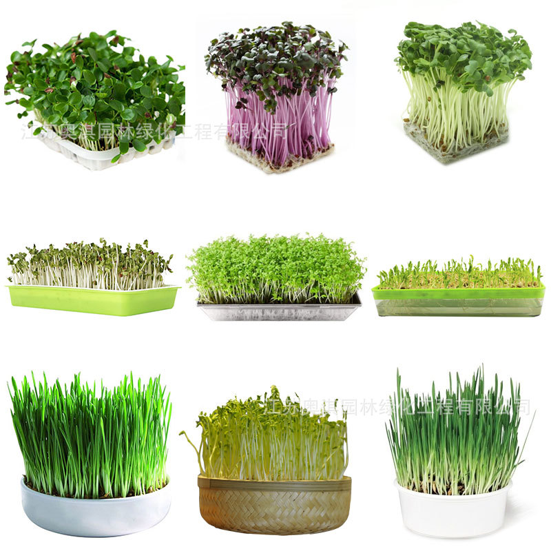 芽苗菜种子 萝卜种子 青萝卜红萝卜白萝卜水果青萝卜种籽甜脆萝卜